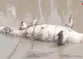 প্রায় ১০ হাত লম্বা লম্বা গলায় ফাঁস লাগানো একটি মৃত কুমিরের দেহ উদ্ধার