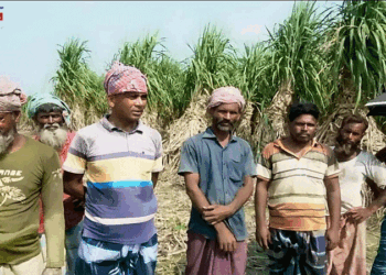 ইসলামপুরে অসময়ে যমুনা নদীর তীব্র ভাঙনে দিশেহারা আখচাষীরা