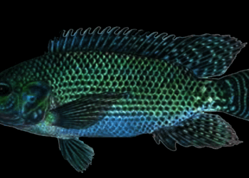 তেলাপিয়া মাছ খেলে কি সত্যিই বিপদ?