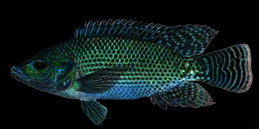 তেলাপিয়া মাছ খেলে কি সত্যিই বিপদ?