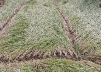 বৈরী আবহাওয়ায় রাজশাহীর তানোরে আমন ও রবিশস্যের ব্যাপক ক্ষতি: দিশেহারা কৃষকরা