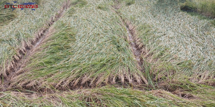 বৈরী আবহাওয়ায় রাজশাহীর তানোরে আমন ও রবিশস্যের ব্যাপক ক্ষতি: দিশেহারা কৃষকরা