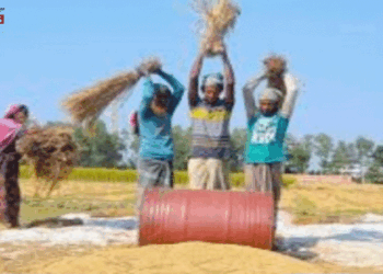 প্রাকৃতিক দুর্যোগ সত্ত্বেও রাজশাহীতে আমনে বাম্পার ফলন