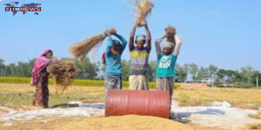 প্রাকৃতিক দুর্যোগ সত্ত্বেও রাজশাহীতে আমনে বাম্পার ফলন