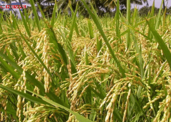 রাজশাহীতে বিস্তীর্ণ প্রান্তরজুড়ে দোল খাচ্ছে সোনালি ধান, বাম্পার ফলনের আভাস