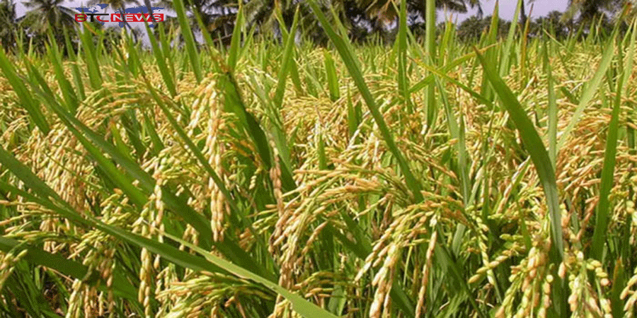 রাজশাহীতে বিস্তীর্ণ প্রান্তরজুড়ে দোল খাচ্ছে সোনালি ধান, বাম্পার ফলনের আভাস