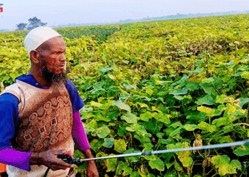 ইসলামপুরের শসায় বাম্পার ফলনে কৃষকের মূখে ফুটেছে হাসি