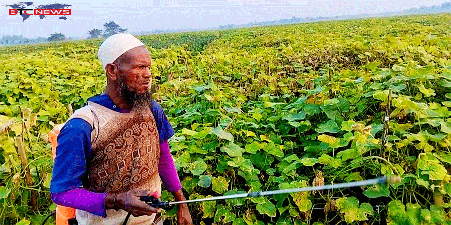 ইসলামপুরের শসায় বাম্পার ফলনে কৃষকের মূখে ফুটেছে হাসি