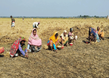 পাবনায় বিনাহালে রসুন চাষে ঝুঁকছে কৃষক