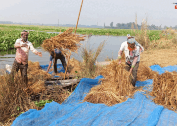 সিংড়ার চলনবিলে নৌকায় কাটছেন আমন ধান