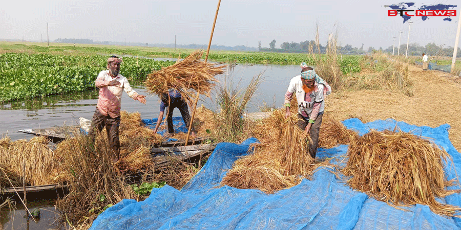 সিংড়ার চলনবিলে নৌকায় কাটছেন আমন ধান