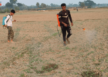 বাগমারায় সরিষা ক্ষেতে কাটুই পোকার আক্রমনে দিশেহারা কৃষক