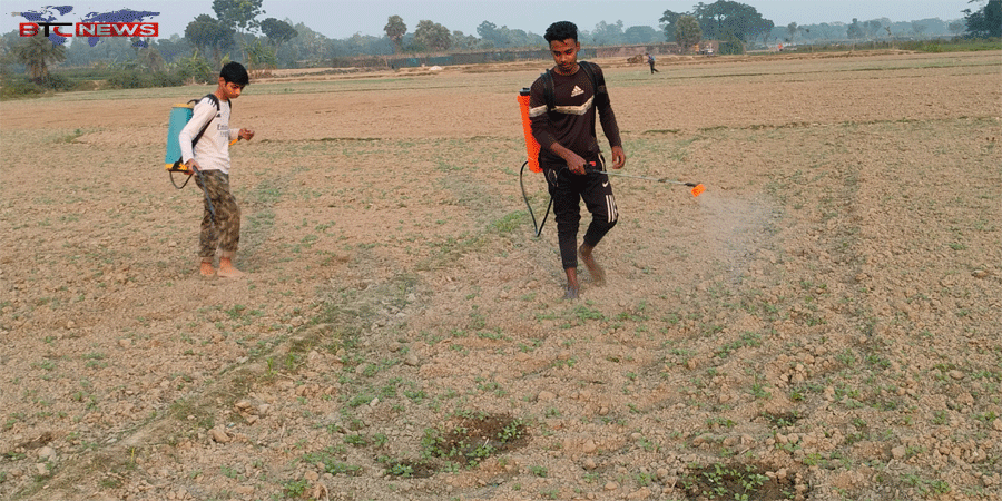 বাগমারায় সরিষা ক্ষেতে কাটুই পোকার আক্রমনে দিশেহারা কৃষক
