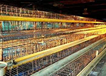 ইসলামপুরে পোল্ট্রি খামারীদের লোকসানের ধাক্কা ঝুঁকছেন অন্য পেশায়!