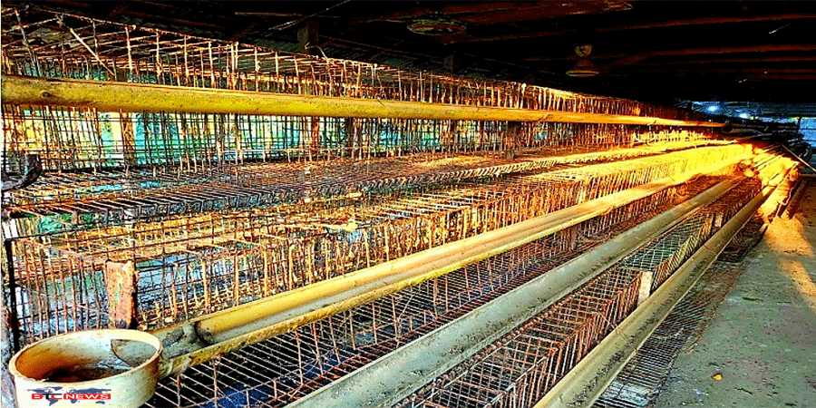 ইসলামপুরে পোল্ট্রি খামারীদের লোকসানের ধাক্কা ঝুঁকছেন অন্য পেশায়!