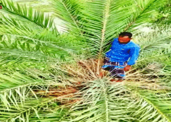 সিংড়ায় ফুটবল খেলা দেখতে খেজুর গাছের মাথায় দর্শক