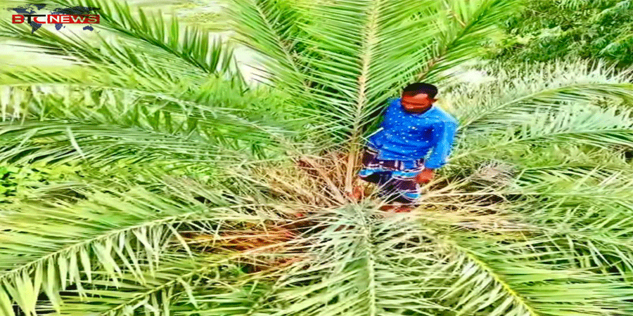 সিংড়ায় ফুটবল খেলা দেখতে খেজুর গাছের মাথায় দর্শক