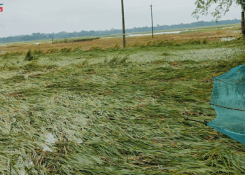 বাগমারায় মাঠ-ঘাটে পানি থৈ-থৈ, ক্ষতি সইতে না পেরে হার্ট আ্যাটাকে কৃষকের মৃত্যু