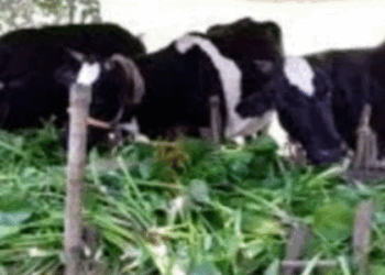 রাজশাহীর তানোরে গো-খাদ্যের তীব্র সংকট: খড়ের চড়া দামে দিশেহারা কৃষক, ভরসা এখন কচুরিপানা