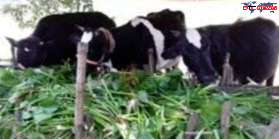 রাজশাহীর তানোরে গো-খাদ্যের তীব্র সংকট: খড়ের চড়া দামে দিশেহারা কৃষক, ভরসা এখন কচুরিপানা