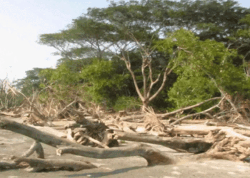 বিলুপ্তির পথে বরগুনার টেংরাগিরি বন