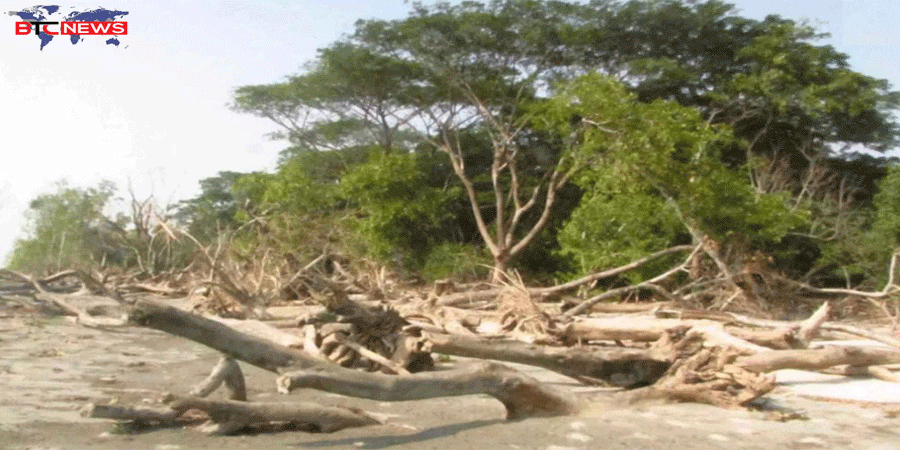 বিলুপ্তির পথে বরগুনার টেংরাগিরি বন