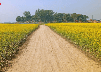 পাবনার বিস্তীর্ণ ফসলের মাঠ জুড়ে এখন শোভা পাচ্ছে হলুদ সরিষার ফুল 
