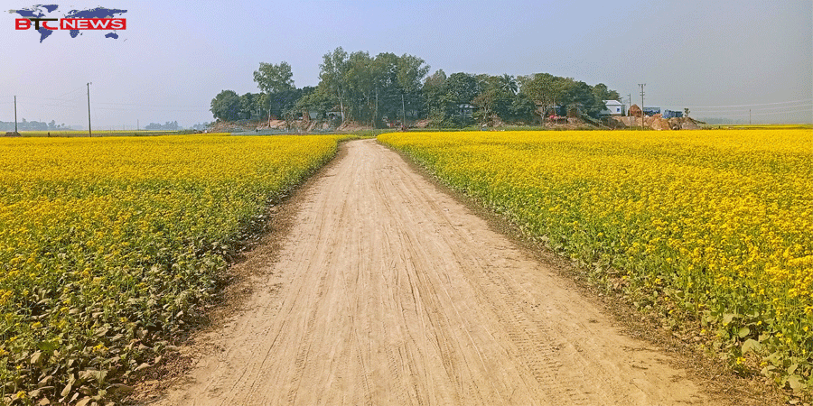 পাবনার বিস্তীর্ণ ফসলের মাঠ জুড়ে এখন শোভা পাচ্ছে হলুদ সরিষার ফুল 