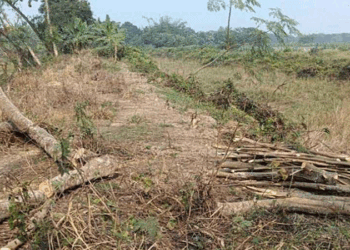 শৈলকুপায় কলেজ শিক্ষকের বিরুদ্ধে সরকারি গাছ কাটার অভিযোগ