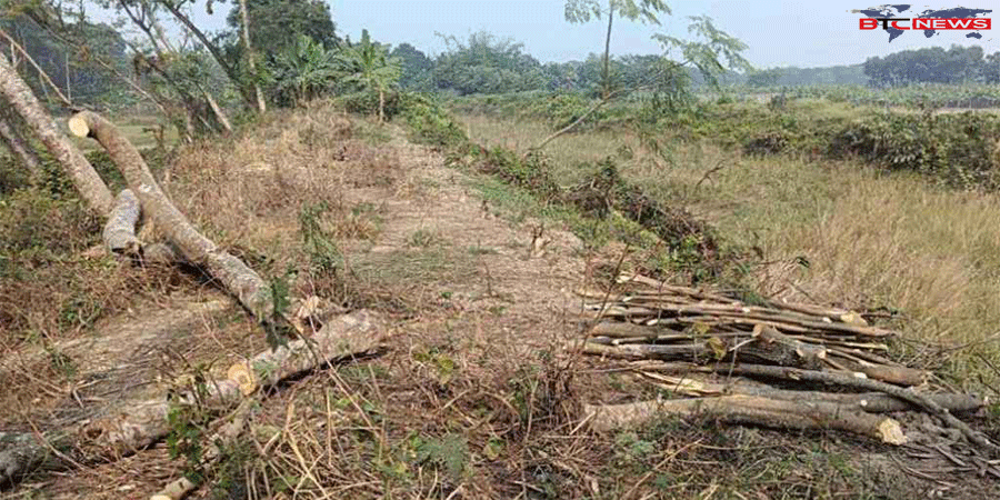 শৈলকুপায় কলেজ শিক্ষকের বিরুদ্ধে সরকারি গাছ কাটার অভিযোগ