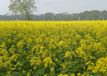 গোদাগাড়ীতে মাঠজুড়ে এখন শুধু হলুদের সমারোহ আবাদ বেড়েছে দ্বিগুণ