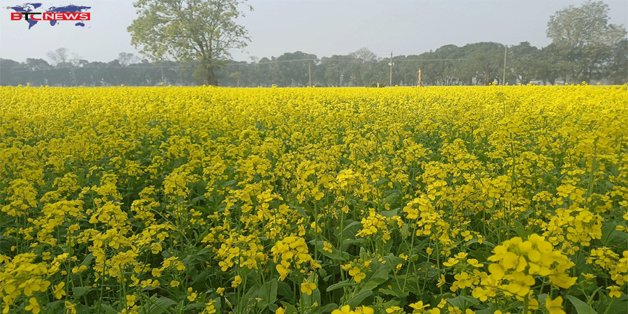 গোদাগাড়ীতে মাঠজুড়ে এখন শুধু হলুদের সমারোহ আবাদ বেড়েছে দ্বিগুণ
