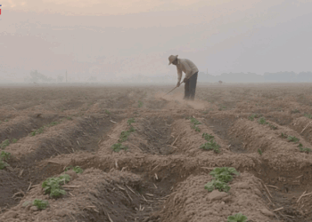 গোদাগাড়ীতে আলুর বাম্পার ফলন: ভালো বাজার আবহাওয়ায় ও আশা বাড়াল কৃষকের