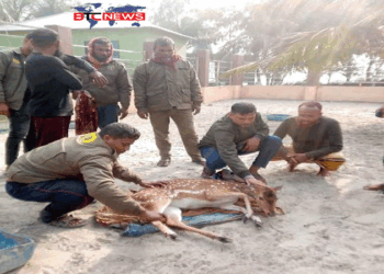 শ্যামনগরের লোকালয়ে ঢুকে পড়ল হরিণ, অতঃপর…