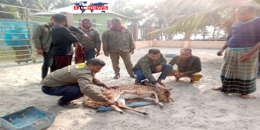 শ্যামনগরের লোকালয়ে ঢুকে পড়ল হরিণ, অতঃপর…