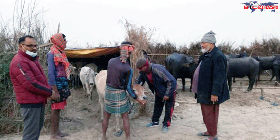 রাজশাহীর পদ্মার চরে শেয়ালের কামড়ে এক রাতে আহত দুই শতাধিক গরু-মহিষ
