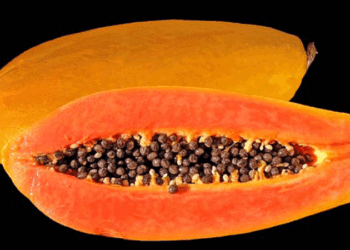 শীতকালে পাকা পেঁপে খাওয়ার উপকারিতা-সতর্কতা