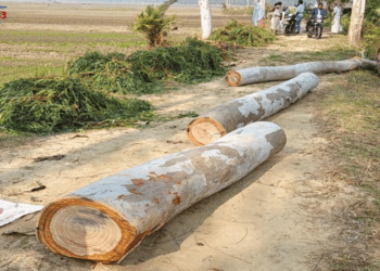 মান্দায় কেটে নেওয়া হলো সড়কের ২৮টি সরকারি গাছ