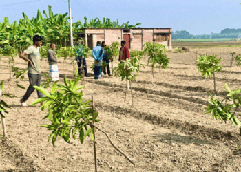 রাজশাহীতে রাতের আঁধারে আমবাগানে দুর্বৃত্তদের তাণ্ডব, কেটে ফেলা হলো ১১৭টি আমগাছ