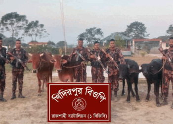 রাজশাহীর নগরীতে চারটি ভারতীয় গবাদিপশু জব্দ