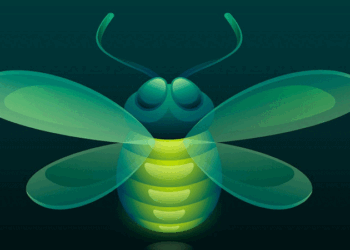 জোনাকি দেখতে কেমন? জোনাকি কি সত্যিই জোনাকির মাংস খায়?