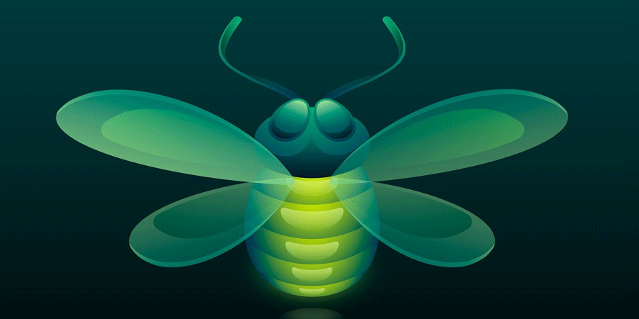 জোনাকি দেখতে কেমন? জোনাকি কি সত্যিই জোনাকির মাংস খায়?