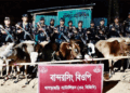 খাগড়াছড়িতে ১২টি ভারতীয় গরু জব্দ