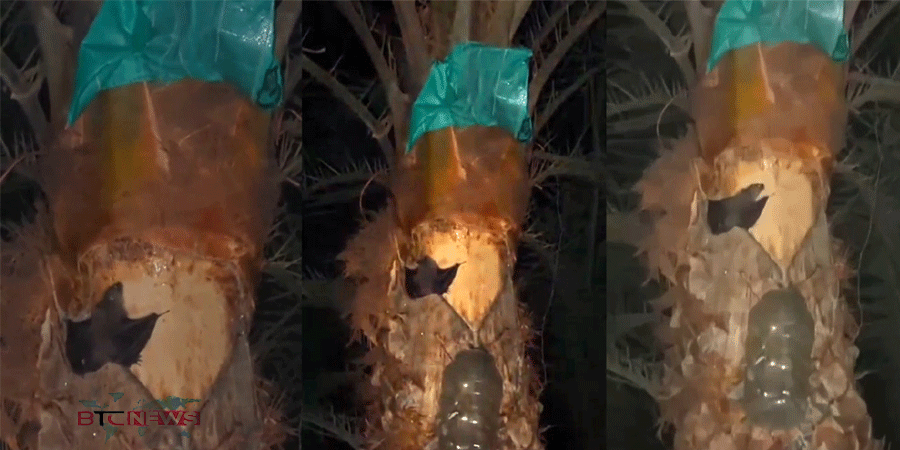 শীতের কুয়াশায় খেজুর রসে বাড়ছে বাদুড়ের আনাগোনা