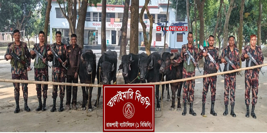 রাজশাহীর পদ্মার চরে ৪৬ লাখ টাকা মূল্যের ১৫টি ভারতীয় মহিষ জব্দ