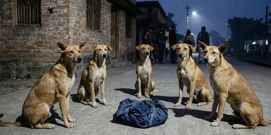 ফেলে যাওয়া নবজাতককে সারারাত পাহারা দিলো একদল কুকুর