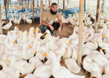 সিংড়ায় বেলজিয়াম জাতের হাঁস পালনে লাখপতি