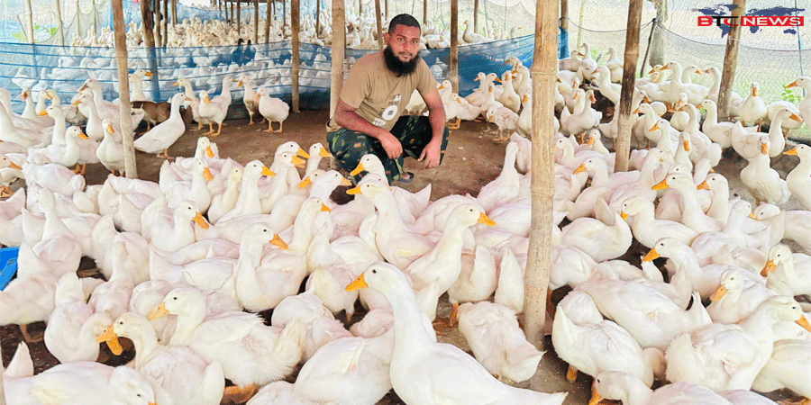 সিংড়ায় বেলজিয়াম জাতের হাঁস পালনে লাখপতি