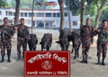 রাজশাহীতে বিজিবির অভিযানে চারটি ভারতীয় মহিষ আটক
