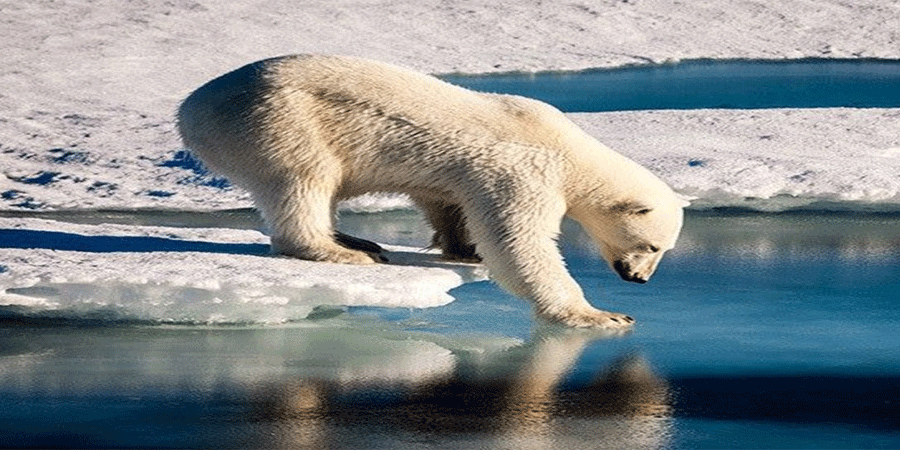 জাম্পিং জিন: মেরু ভালুকের বেঁচে থাকার নতুন আশা